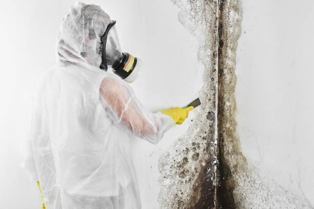 Best Post-Flood Mold Remediation in Pleasanton, TX
