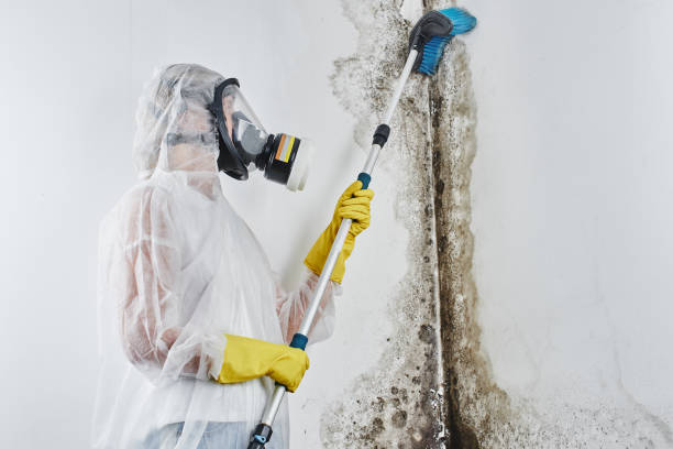 Reliable Pleasanton, TX Mold Remediation Solutions