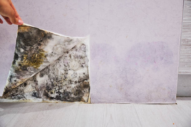 Best Attic Mold Remediation in Pleasanton, TX